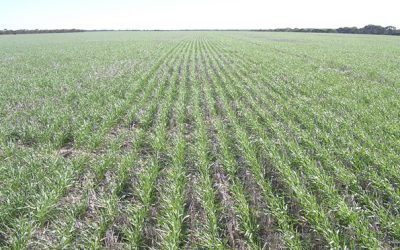 Crop Updates 2010 – 2011