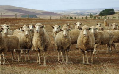 Sheep Camp